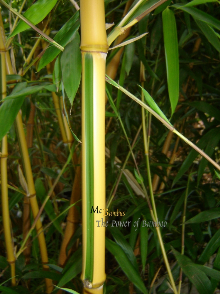  Phyllostachys bambusoides Castilloni ID = 