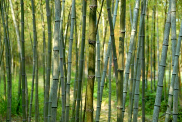  Phyllostachys bambusoides  marliacea Muroi ID = 