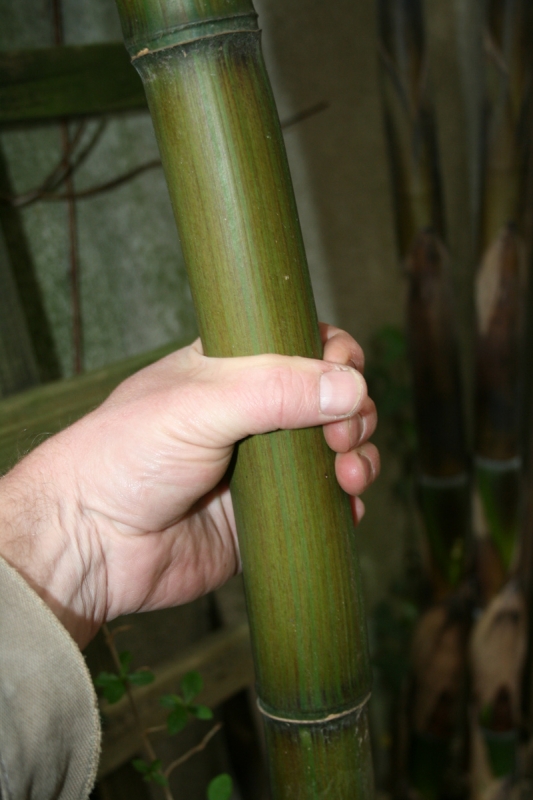  Phyllostachys violascens ID = 