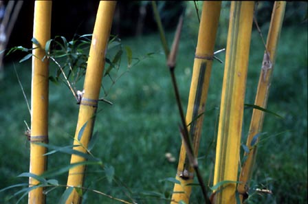  Neosinocalamus affinis (Rendle) Keng f. f.flavidorivens  in China, Yunnan, Kunming, june 1999 ID = 