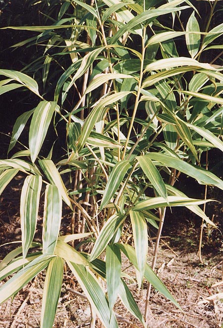  Pseudosasa japonica (Sieb. & Zucc.) Makino f.akebonosuji H. Okamura ID = 