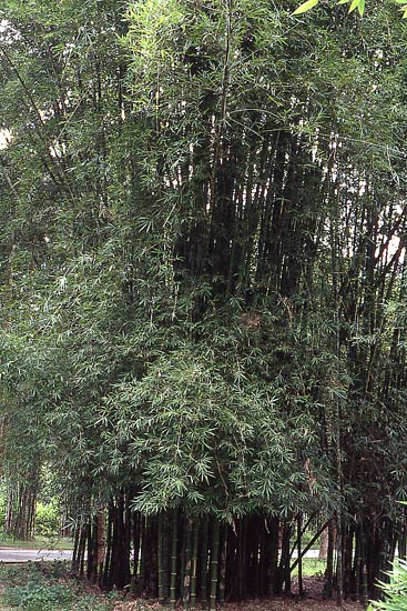  Bambusa lapidea McClure ID = 