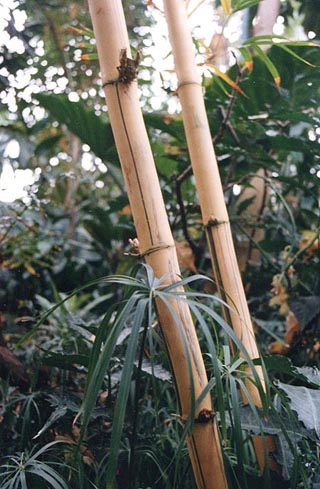  Bambusa macroculmis ID = 