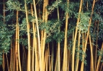 Phyllostachys viridis (R.A. Young) McClure f.youngii