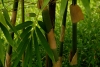 Melocanna bambusoides Trin.