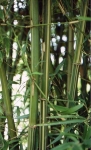 Bambusa etuldoides McClure