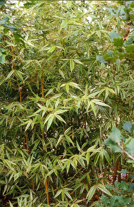  Phyllostachys bambusoides  castillonis variegata ID = 