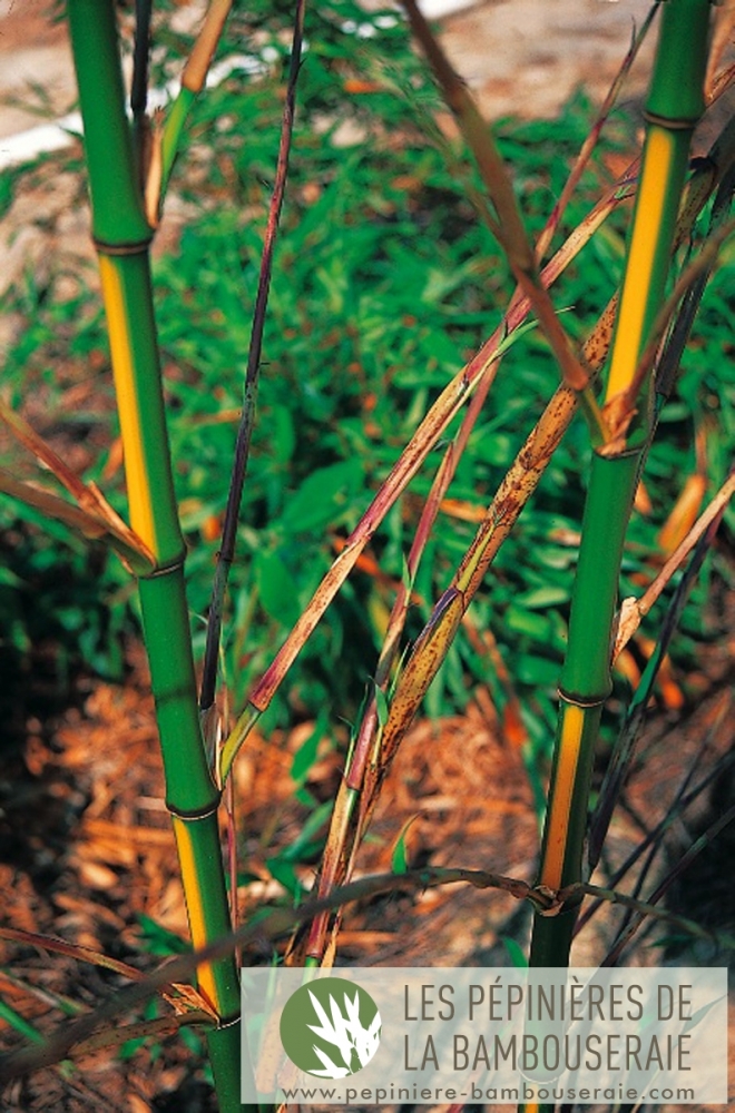  Phyllostachys bambusoides 'Castilloni inversa' ID = 
