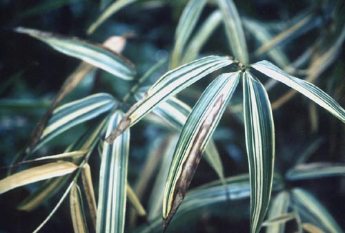  Phyllostachys bambusoides  castillonis-inversa variegata ID = 