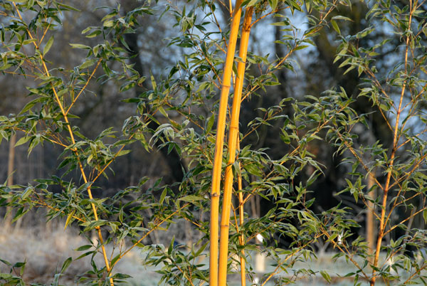  Phyllostachys bambusoides holochrys ID = 