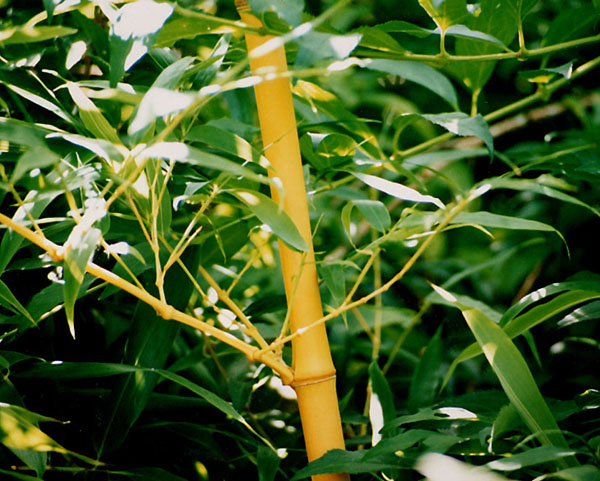  Phyllostachys bambusoides holochrysa ID = 