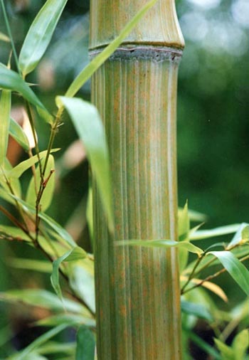  Phyllostachys bambusoides  marliacea Muroi ID = 