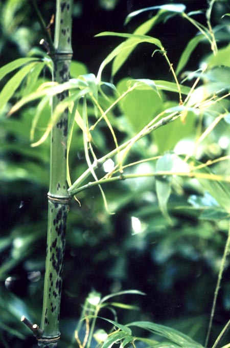 Phyllostachys bambusoides  tanakae ID = 