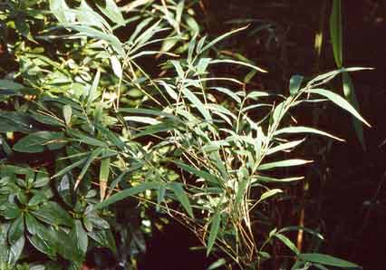  Himalayacalamus porcatus ID = 