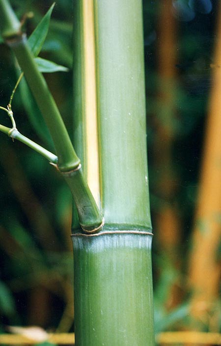  Phyllostachys viridis (R.A. Young) McClure f.houzeauana ID = 