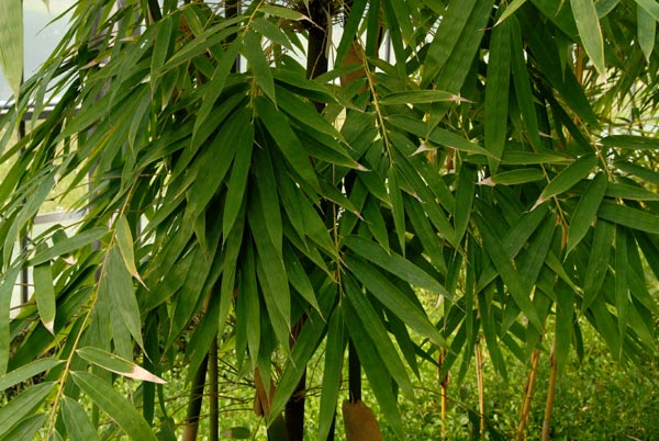  Melocanna bambusoides Trin.  in Japan, Honshu, Fuji, May 2008 (cultivated) ID = 
