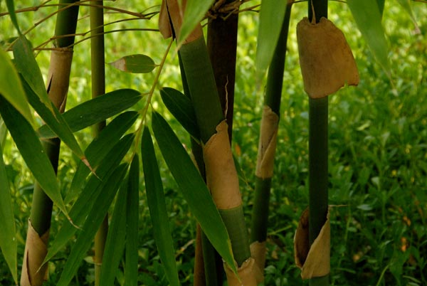  Melocanna bambusoides Trin. ID = 