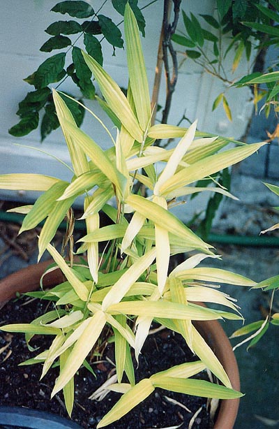  Pleioblastus viridistriatus Makino f.chrysophyllus Makino ID = 
