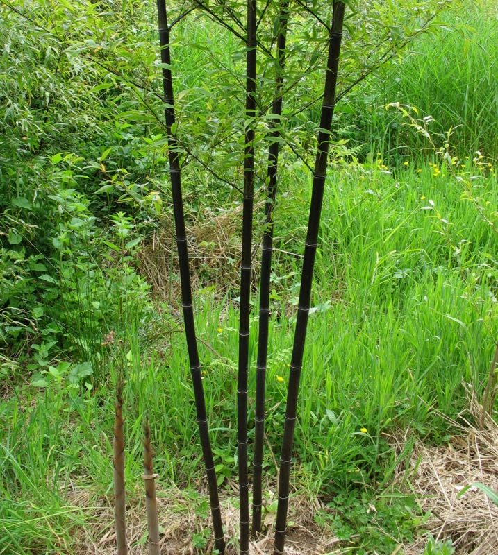  Phyllostachys nigra Black Bamboo ID = 