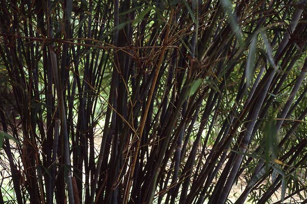 Bambusa cerosissima McClure ID = 
