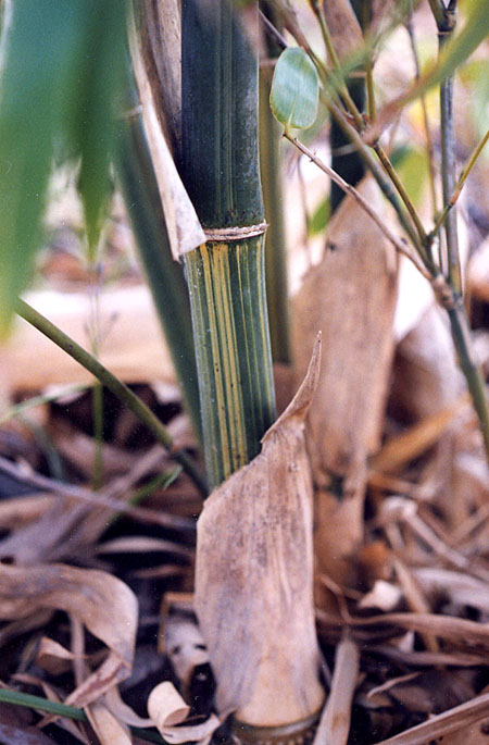  Bambusa longispiculata Gamble ID = 