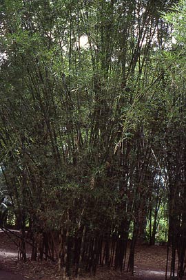  Bambusa pervariabilis McClure ID = 