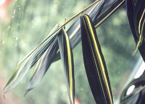  Bambusa ventricosa McClure f.kimmei ID = 