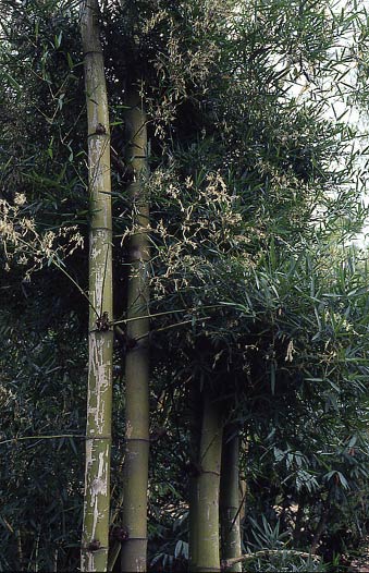  Bambusa sinospinosa McClure ID = 