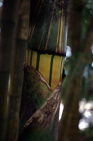  Bambusa vulgaris Schrader var.vittata A. & C. Riv. ID = 