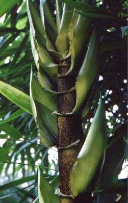  Bambusa vulgaris Schrader f.wamin Wen ID = 