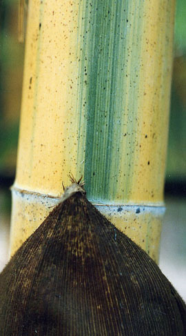  Phyllostachys edulis  bicolor ID = 