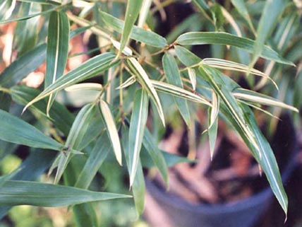  Phyllostachys bambusoides  Sieb. & Zucc. f.albovariegata Muroi ID = 