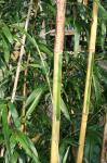 Phyllostachys bambusoides castillonis
