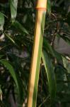 Phyllostachys bambusoides castillonis