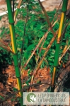 Phyllostachys bambusoides 'Castilloni inversa'