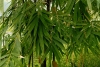 Melocanna bambusoides Trin.  in Japan, Honshu, Fuji, May 2008 (cultivated)