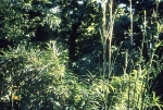Pleioblastus amarus (Keng) Keng f.