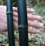 Phyllostachys nigra Black Bamboo