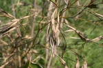 Phyllostachys kwangsiensis - Blüte 2010