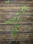 Bambusa multiplex Alfons Karr