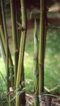 Bambusa etuldoides McClure