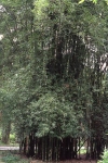 Bambusa lapidea McClure