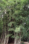 Bambusa polymorpha Munro
