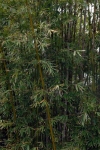 Bambusa textilis McClure