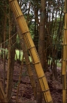 Bambusa vulgaris Schrader var.vittata A. & C. Riv.