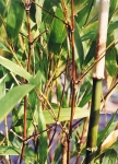 Chimonobambusa neopurpurea Yi